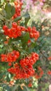 Big red berries on a green bush. Autumn fruits. Rosehip for tea Royalty Free Stock Photo