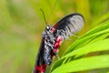 Big red and black butterfly on green leaf, Pachliopta kotzebuea Royalty Free Stock Photo