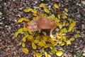 Big red cat lies on the fallen leaves in the form of the sun, a sleep. top view, autmn concept, keeper of light, darkness comes