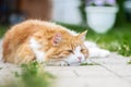 Big red cat lies on the path and contemplates, time of summer and rest