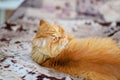 A big red cat is lying on the couch. He looks calmly over his shoulder. Lazy look, bright, long hair. Pets, family