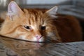 Big red cat sitting in metal wash basin Royalty Free Stock Photo