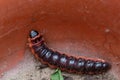 The big red caterpillar Goat Moth