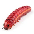 Big Red Caterpillar Close-up of Insect Larvae