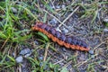 The big red catterpillar of Goat Moth (Cossus cossus) crawling