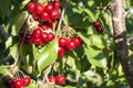 Big red cherries with leaves and stalks. Good harvest of juicy ripe cherries. Cluster of ripe cherries on cherry tree. Fresh and Royalty Free Stock Photo