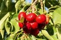 Big red cherries with leaves and stalks. Good harvest of juicy ripe cherries. Cluster of ripe cherries on cherry tree. Fresh and Royalty Free Stock Photo