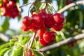 Big red cherries with leaves and stalks. Good harvest of juicy ripe cherries. Cluster of ripe cherries on cherry tree. Fresh and Royalty Free Stock Photo