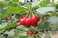 Big red cherries on a tree Royalty Free Stock Photo