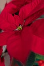 Big red poinsettia flower closeup Royalty Free Stock Photo