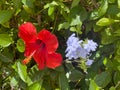 Big red colorful flower head and a small white flower nearby in the green leaves Royalty Free Stock Photo