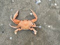 Big red crab on the sand.