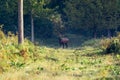 Red deer in mating season Royalty Free Stock Photo