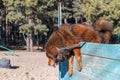 The big red dog breaks the barrier. Tibetan Mastiff jumping over a wooden fence. Dog training for agility and endurance. Outside. Royalty Free Stock Photo