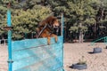 The big red dog breaks the barrier. Tibetan Mastiff jumping over a wooden fence. Dog training for agility and endurance. Outside. Royalty Free Stock Photo