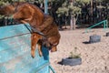 The big red dog breaks the barrier. Tibetan Mastiff jumping over a wooden fence. Dog training for agility and endurance. Outside. Royalty Free Stock Photo