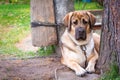 Big red dog breed Alabai lies in the garden next to a tree Royalty Free Stock Photo