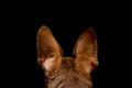 big, red dog ears back view, isolated on black background, dog head back view Royalty Free Stock Photo