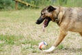 Big red dog playing ball on grass Royalty Free Stock Photo