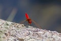 Big red dragonfly odonata warming up on a stone in the sun for the next hunt for insects has big filigree wings, a red body