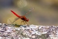 Big red dragonfly odonata warming up on a stone in the sun for the next hunt for insects has big filigree wings, a red body Royalty Free Stock Photo