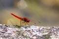 Big red dragonfly odonata warming up on a stone in the sun for the next hunt for insects has big filigree wings, a red body