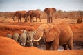 Big red elephants with some zebras on a waterhole Royalty Free Stock Photo