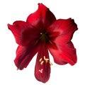 Big red exotic flower. Royalty Free Stock Photo