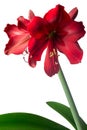 Big red exotic flower. Vertical Royalty Free Stock Photo