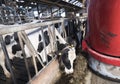 Big red feeding robot and black and white spotted cows in barn on dutch farm in holland Royalty Free Stock Photo