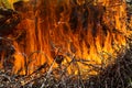A big red fire burns on a branch Royalty Free Stock Photo