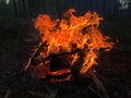 Big Red Flame Night Campfire Burning Branches Royalty Free Stock Photo