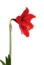 Big red flower isolated on white, hippeastrum hybrida