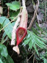 Nepenthes flower