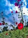 Big red flowers and blue sky Royalty Free Stock Photo
