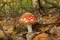 Big red fly agaric grows in the autumn forest