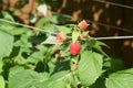 red raspberry bush Royalty Free Stock Photo