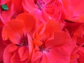 Big Red Geranium. Hot red geranium bloom background.