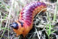 Big red grub as fishfood Royalty Free Stock Photo