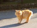 Big red-haired cat looks at what is happening with surprise. Watchful pet. Walk favorite pet along the city street. Protecting ani