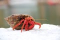 Big red hermit crab Royalty Free Stock Photo