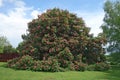 Big Red horse-chestnut & x28;Aesculus x carnea & x27;Briotii& x27;& x29; tree