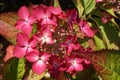 Big red hydrangea flower in sunny day Royalty Free Stock Photo
