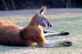 Big Red Kangaroo at Rest Royalty Free Stock Photo