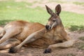 Big Red Kangaroo Resting Royalty Free Stock Photo