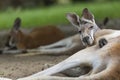 Big red kangaroo resting sunlit in the Australian Outback Royalty Free Stock Photo