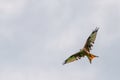 Big red kite bird with huge wings Royalty Free Stock Photo