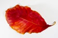 Big red leaf of Tummy-wood Royalty Free Stock Photo