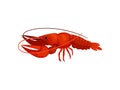 Big red lobster on white background. Delicious seafood. Royalty Free Stock Photo