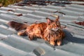 Big red Maine Coon cat lies on a warm roof in sunny day Royalty Free Stock Photo